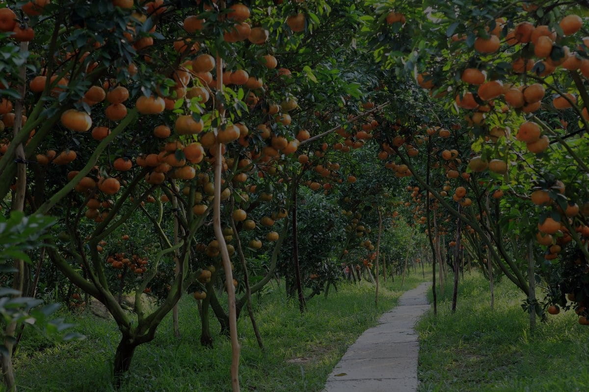 Vinh Kim Fruit Farm